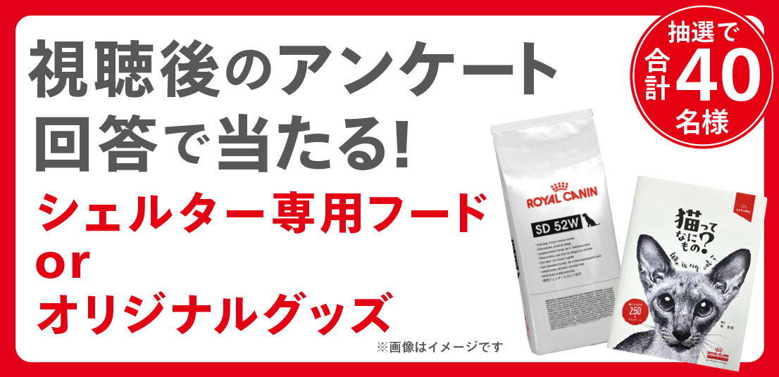 抽選でプレゼント