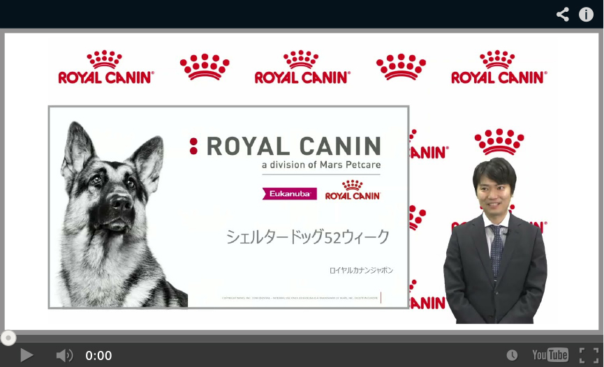シェルタードッグ52ウィーク