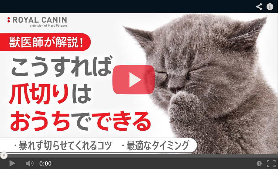 解説動画