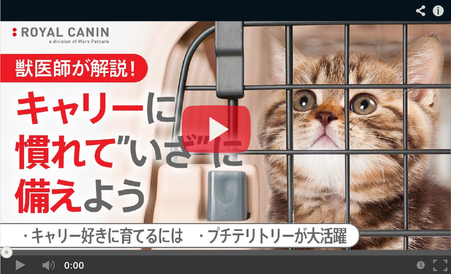 解説動画